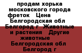 продам хорька московского города фреток › Цена ­ 3 800 - Белгородская обл., Белгород г. Животные и растения » Другие животные   . Белгородская обл.,Белгород г.